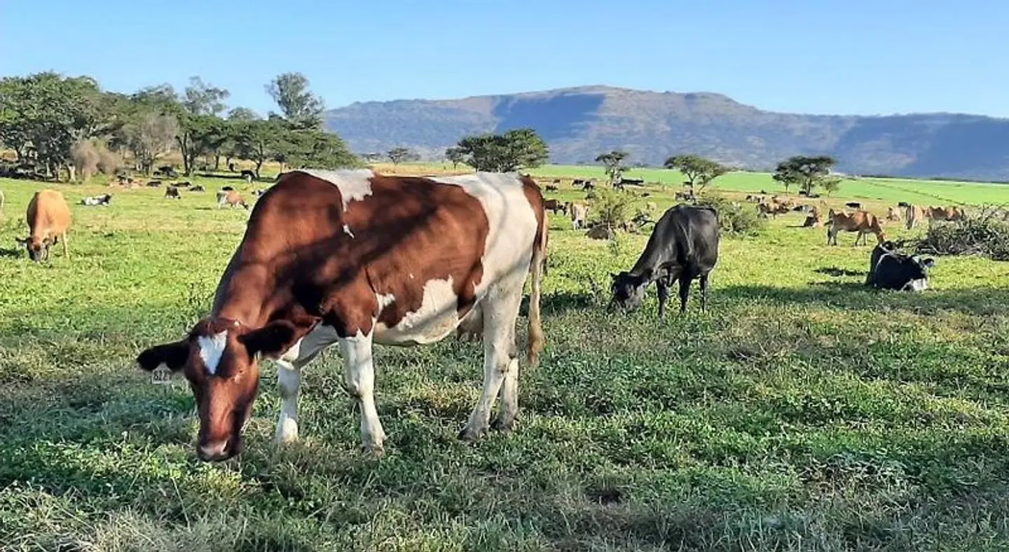 The Nest Drakensberg Mountain Resort Hotel Tiere