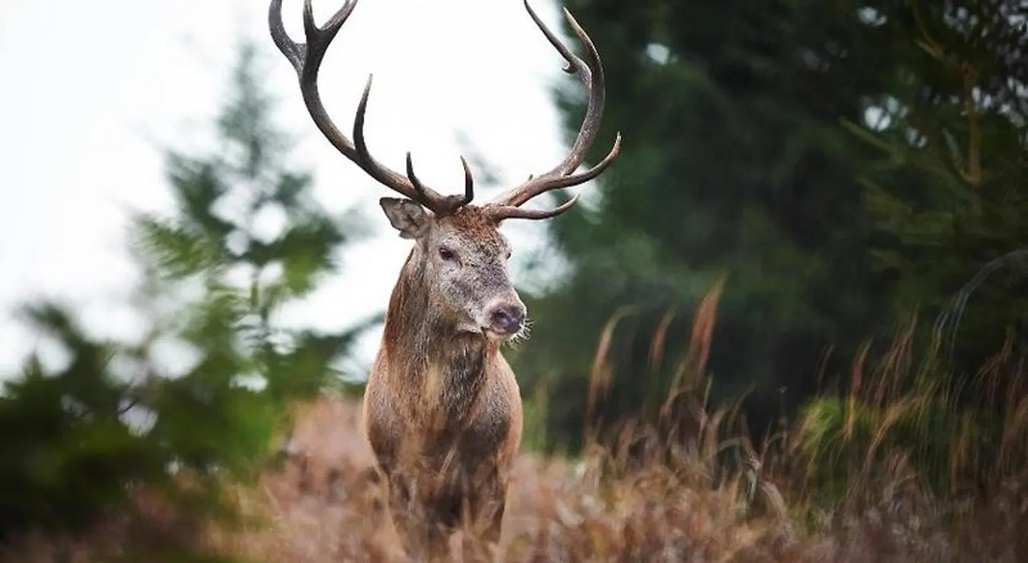 Komfort- & Wellnesspension Rehwinkel Tiere
