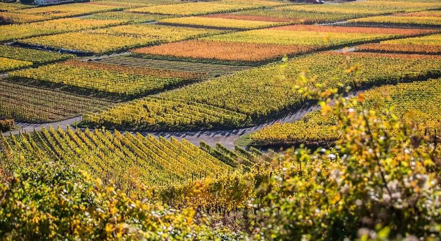 Rieslingquartier - Mosel Wein Hotel LANDSCAPE