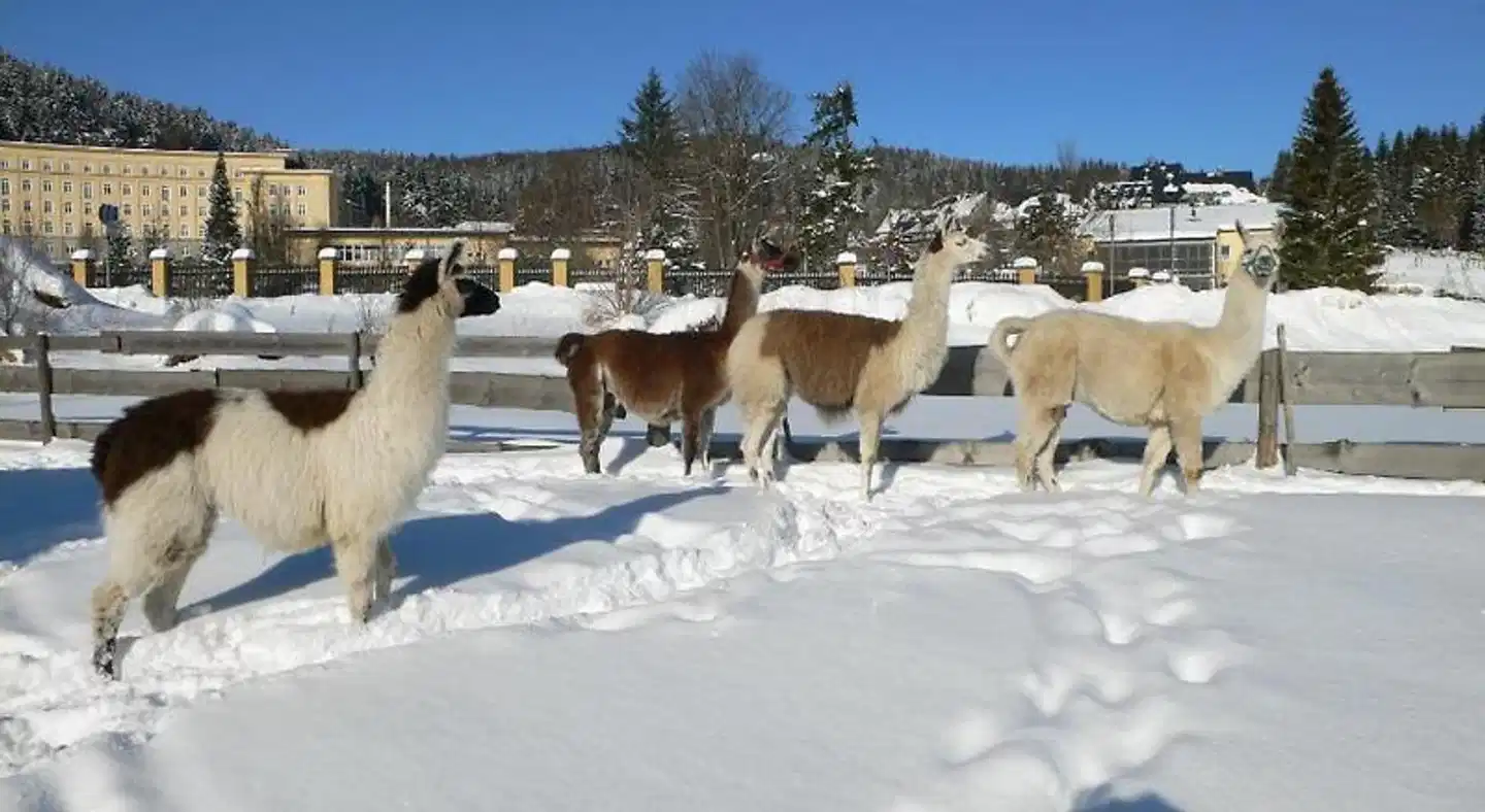 Alte Schleiferei Tiere