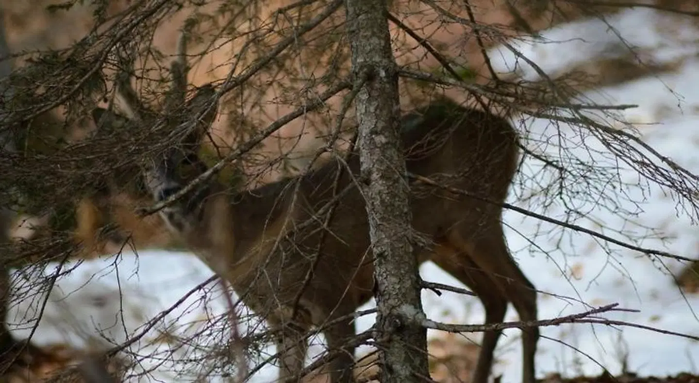B&B al Trifoglio Tiere