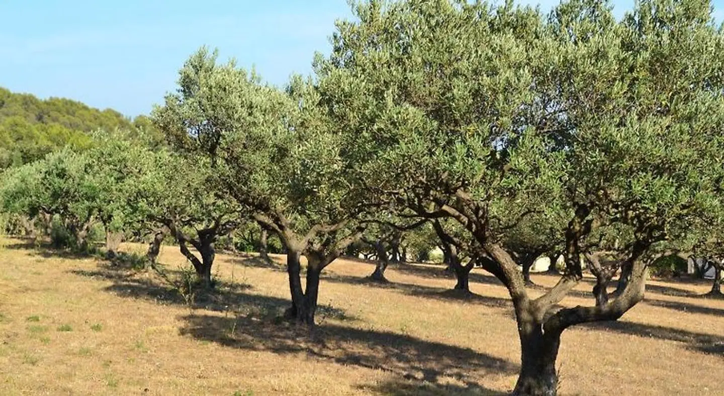 La Villa Provencale LANDSCAPE