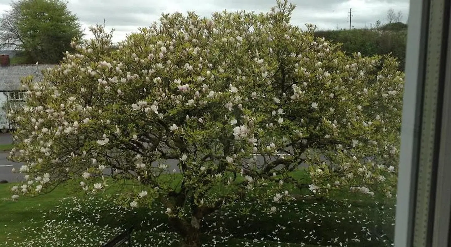 The Spinney LANDSCAPE