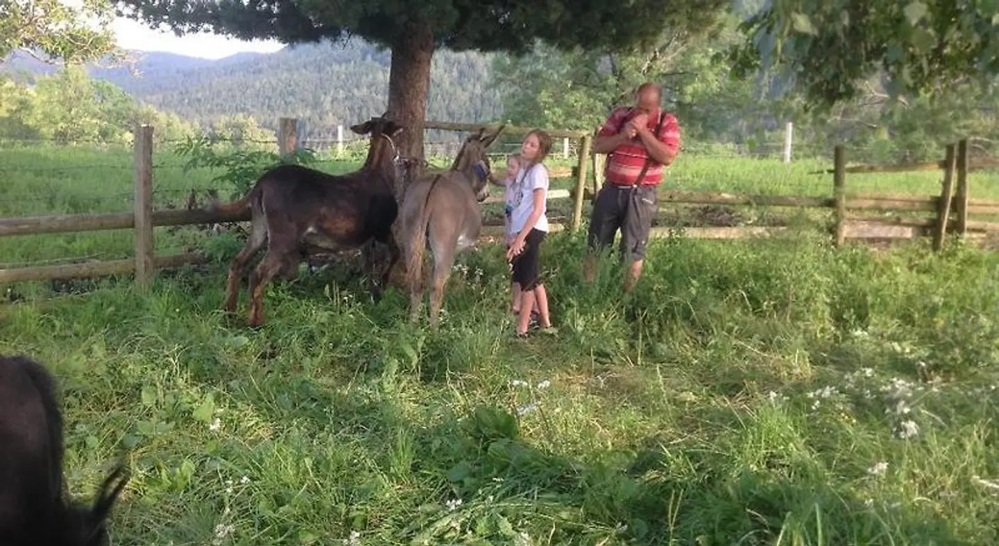 Kniebergerhof Tiere