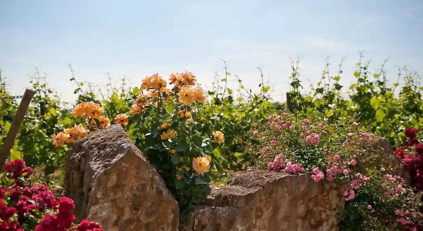 Weingut & Gästehaus Felshof Landschaft