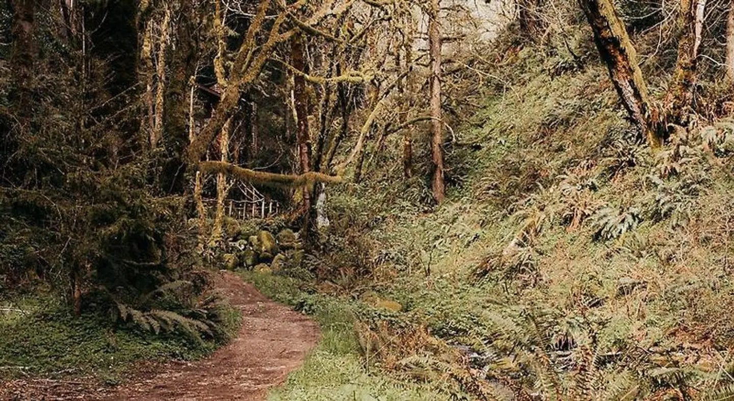 Taylor Creek Lodge LANDSCAPE