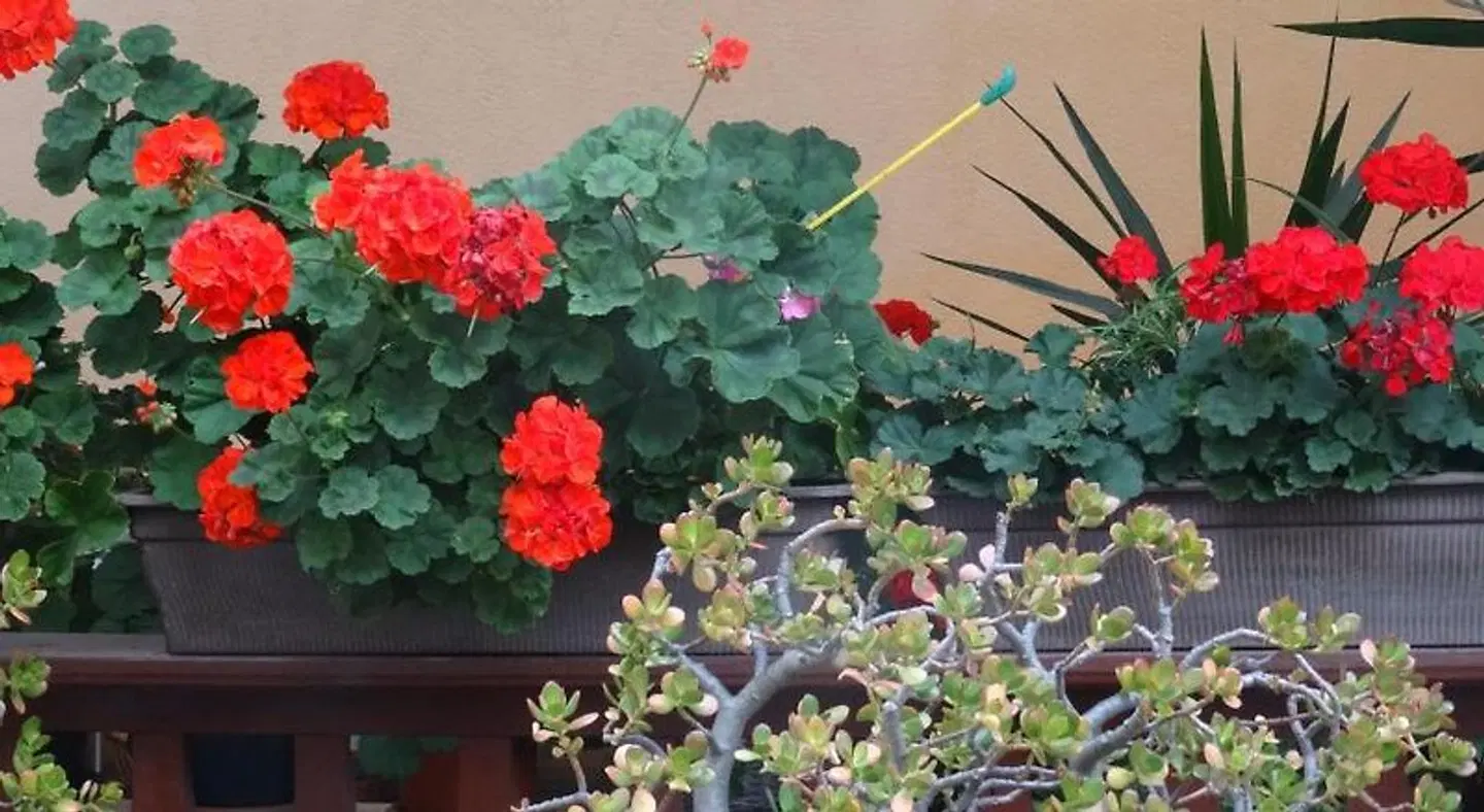 Pension K61 Sylke und Michael Paffrath LANDSCAPE