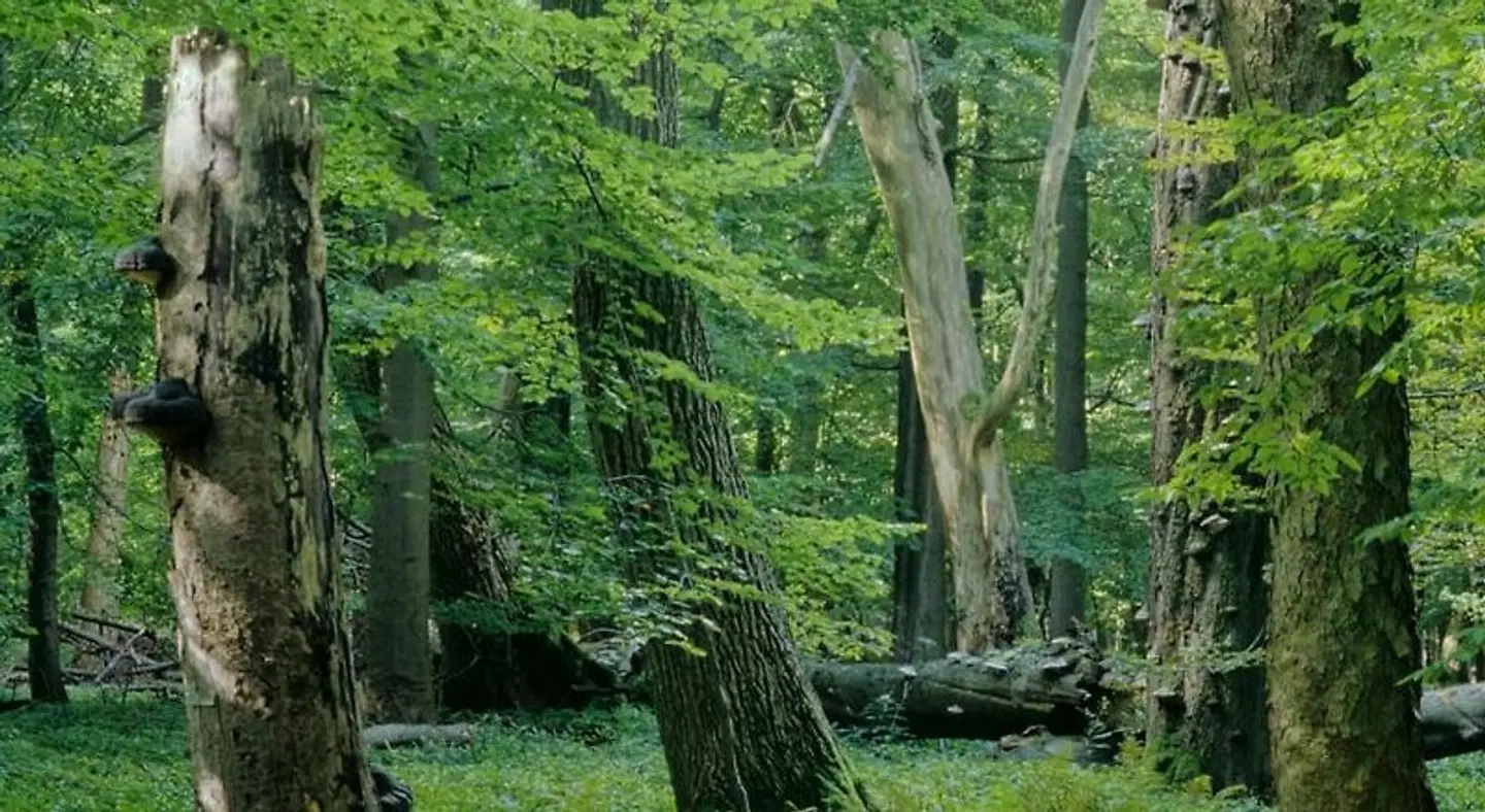 Pension Bergstube LANDSCAPE