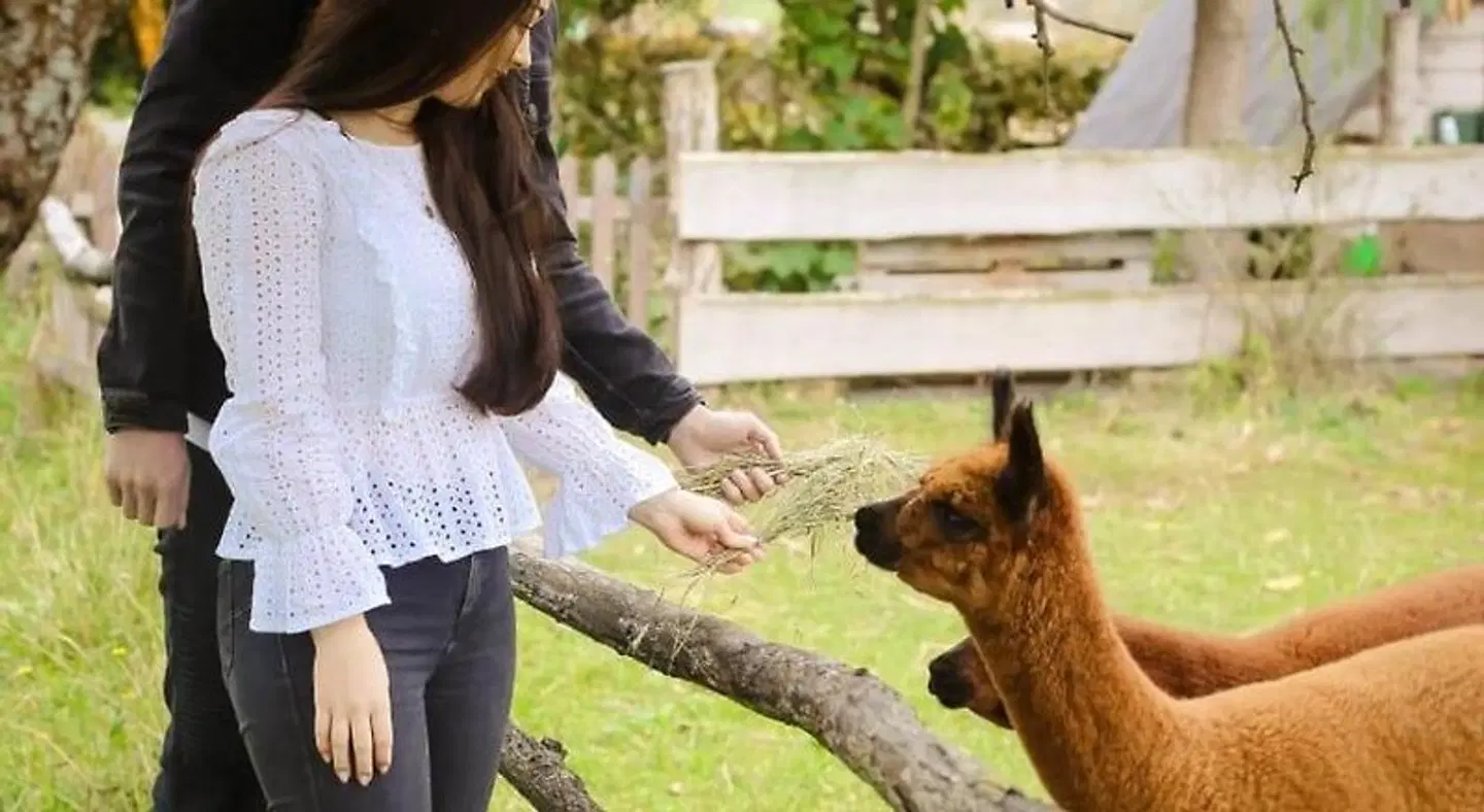 Augustusgabe Barby Tiere