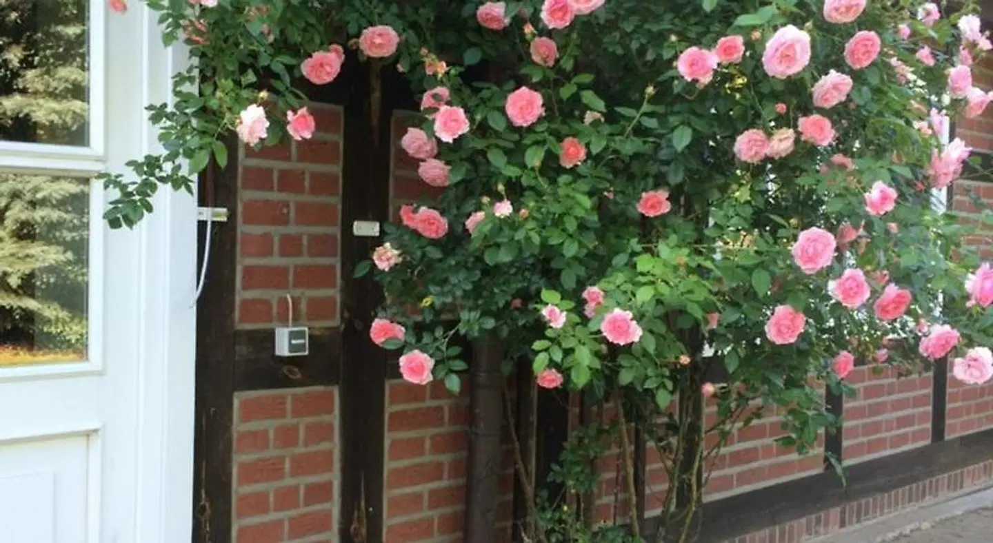 Landhaus Elbeflair Garten