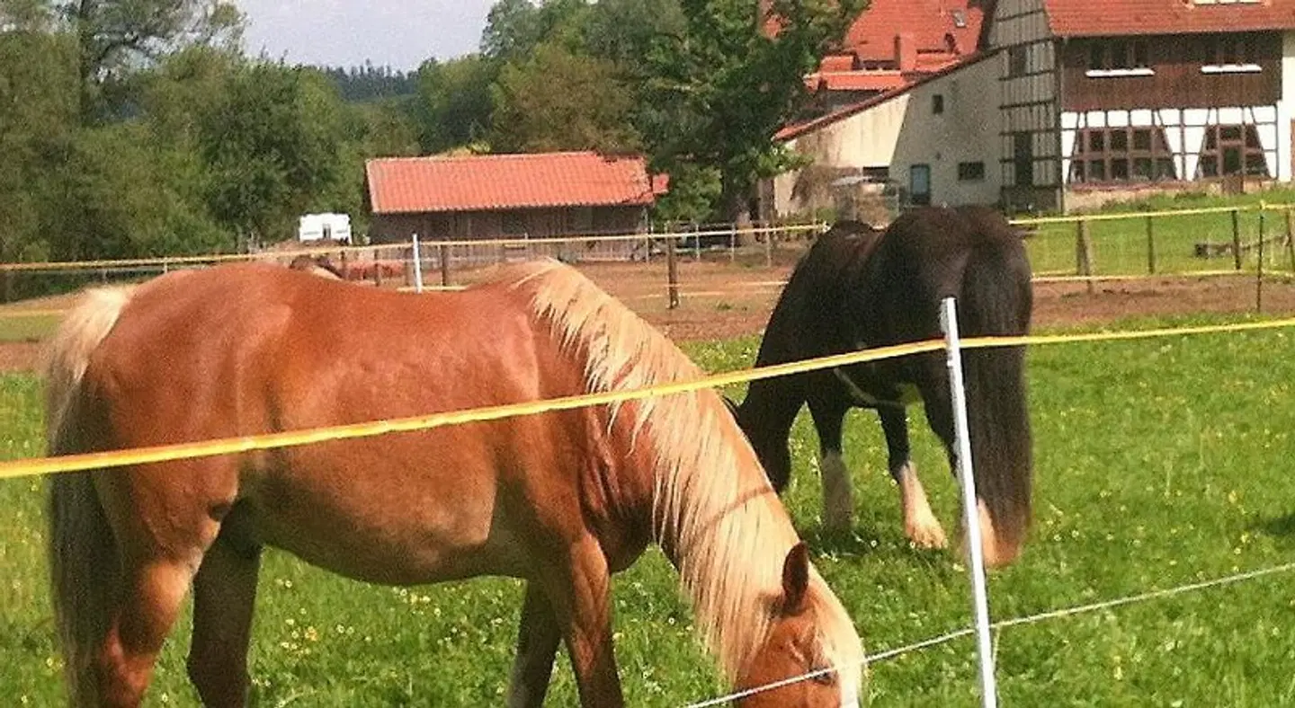 Reiterhof Aumühle Tiere