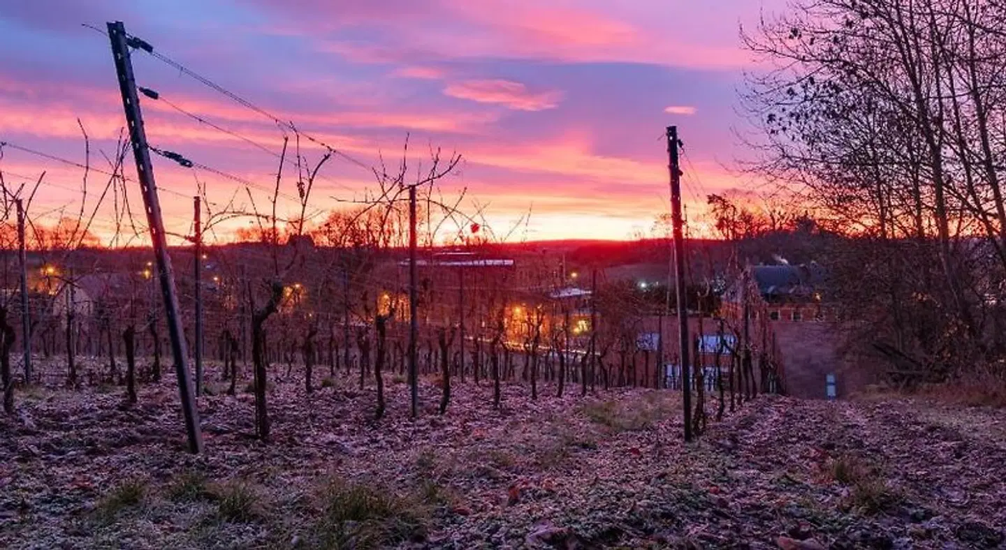 Naumburger Wein & Sekt Manufaktur - Pension 1824 LANDSCAPE