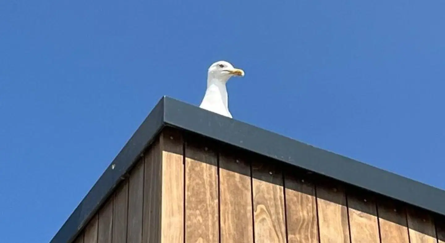 Surf Rescue Club Tiere