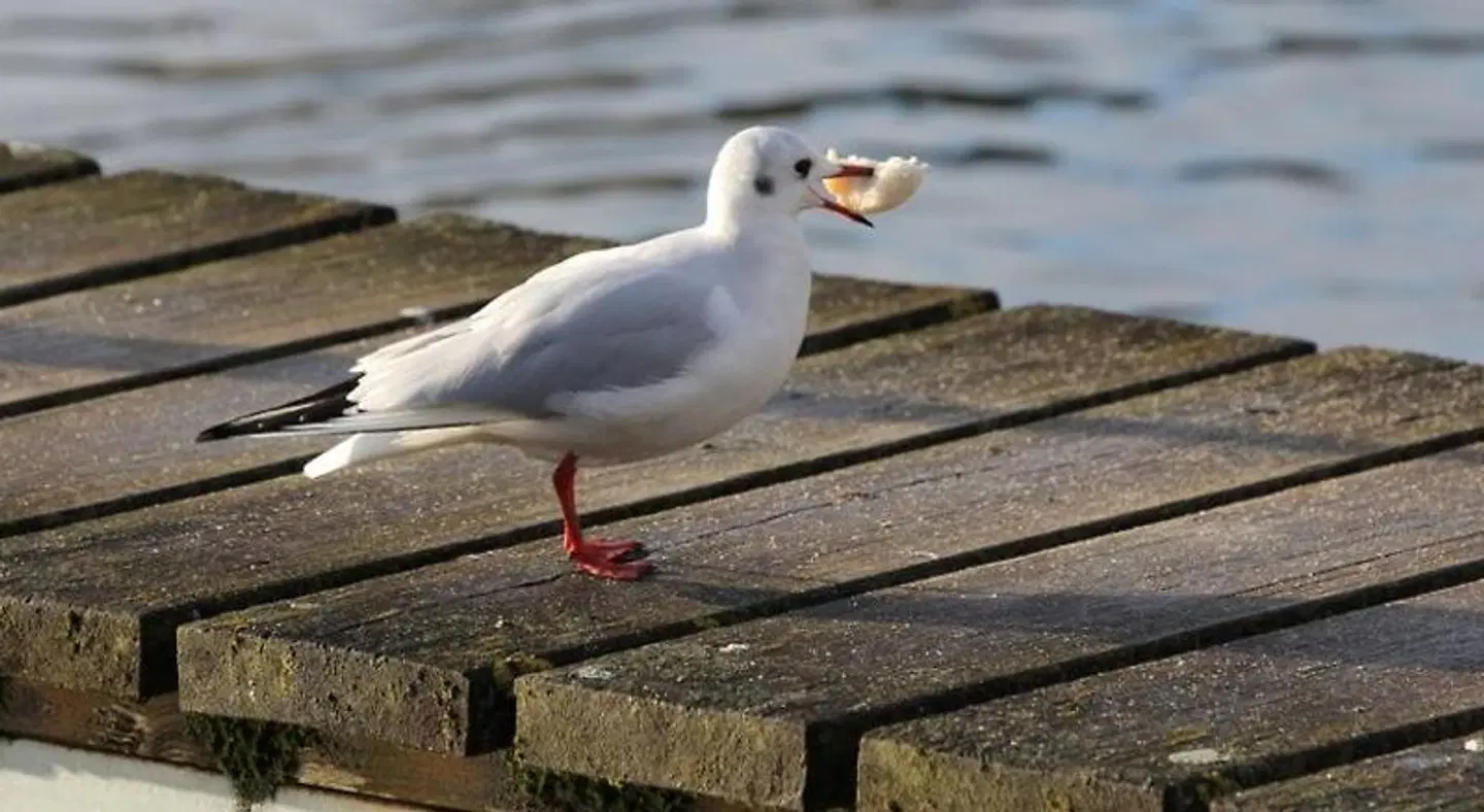 HotelHafenWedel Tiere