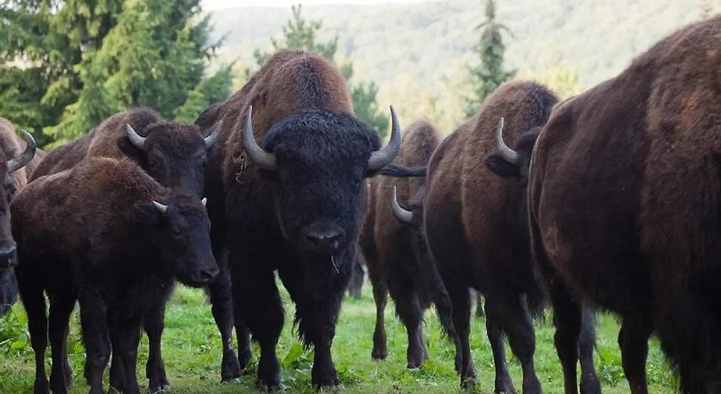 Reit-und Sporthotel Nordmann Tiere