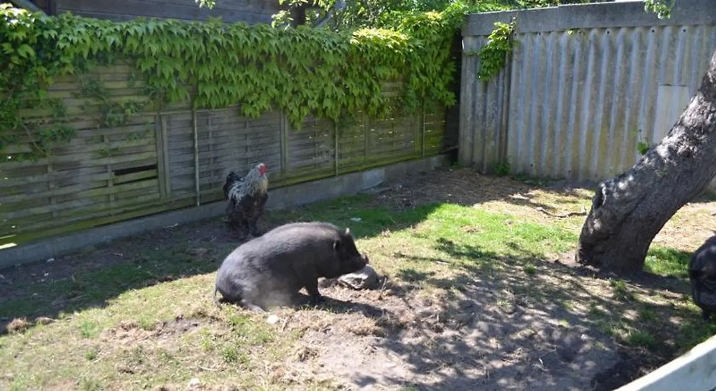 Hus Seeblick Tiere