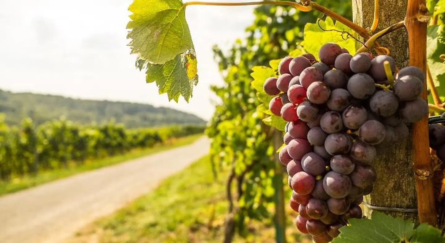 Vinotel Heinz J. Schwab LANDSCAPE