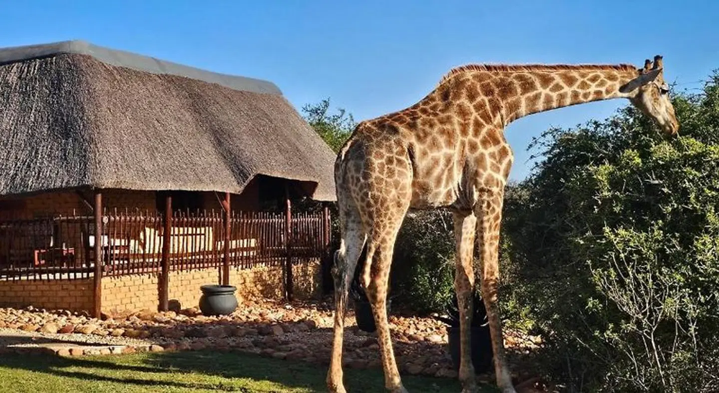 Valley Bushveld Country Lodge Tiere
