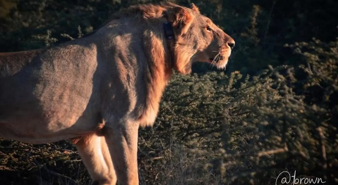 Morokolo Safari Lodge Tiere