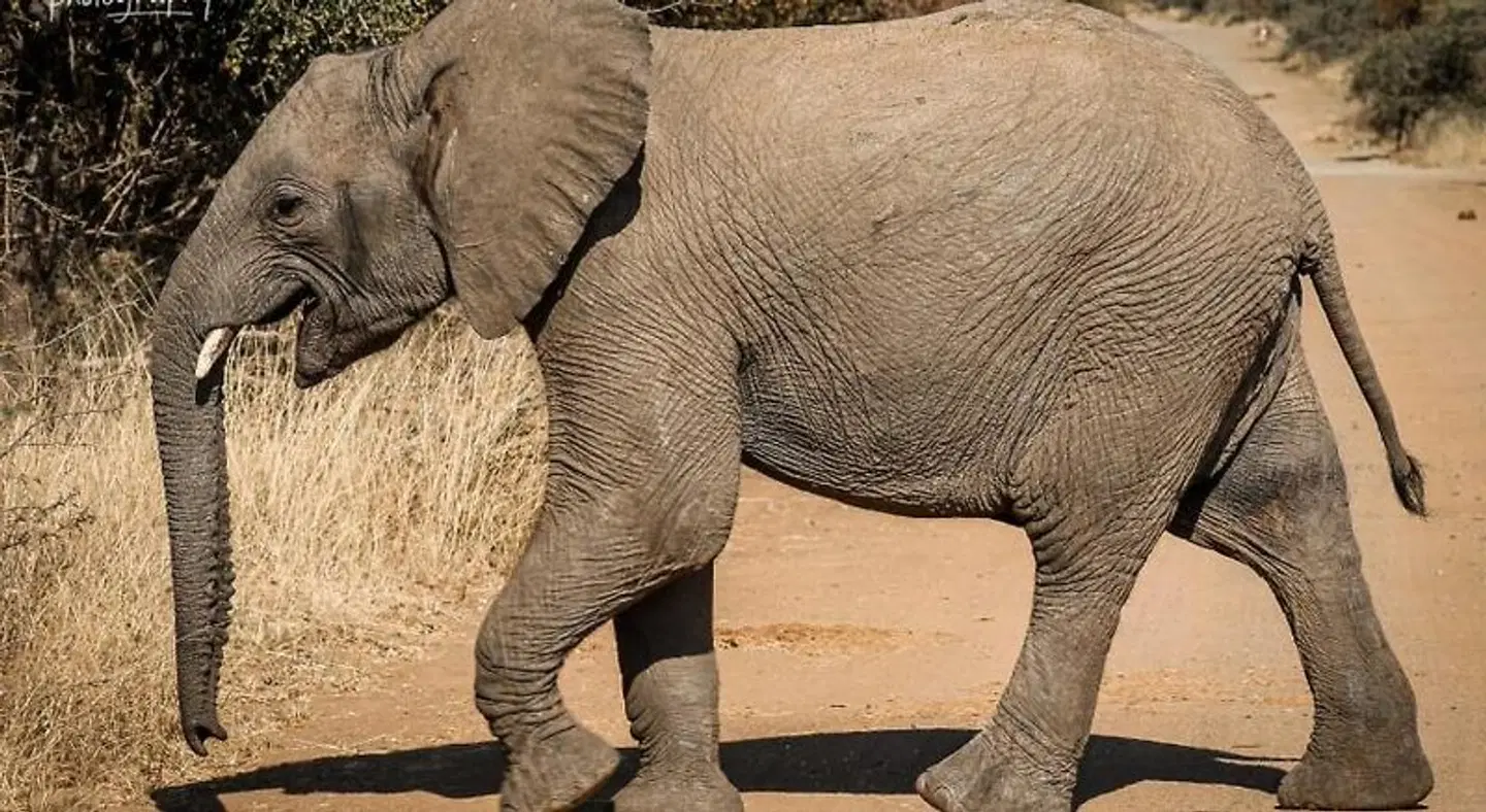 Morokolo Safari Lodge Tiere