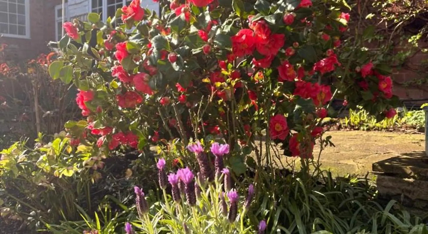 Westbourne Lodge LANDSCAPE