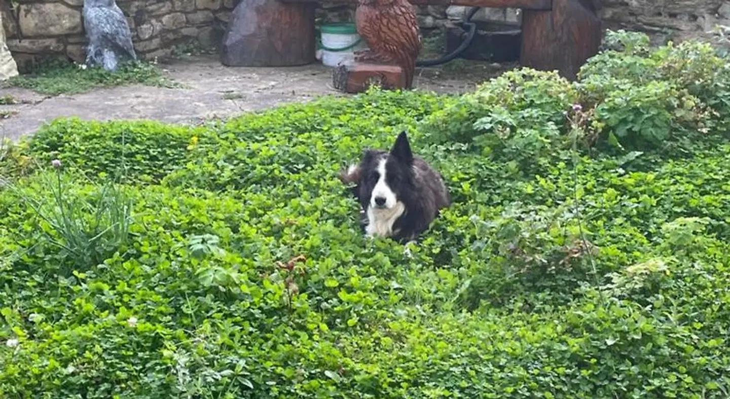Oakenholt Farm Bed and Breakfast Tiere