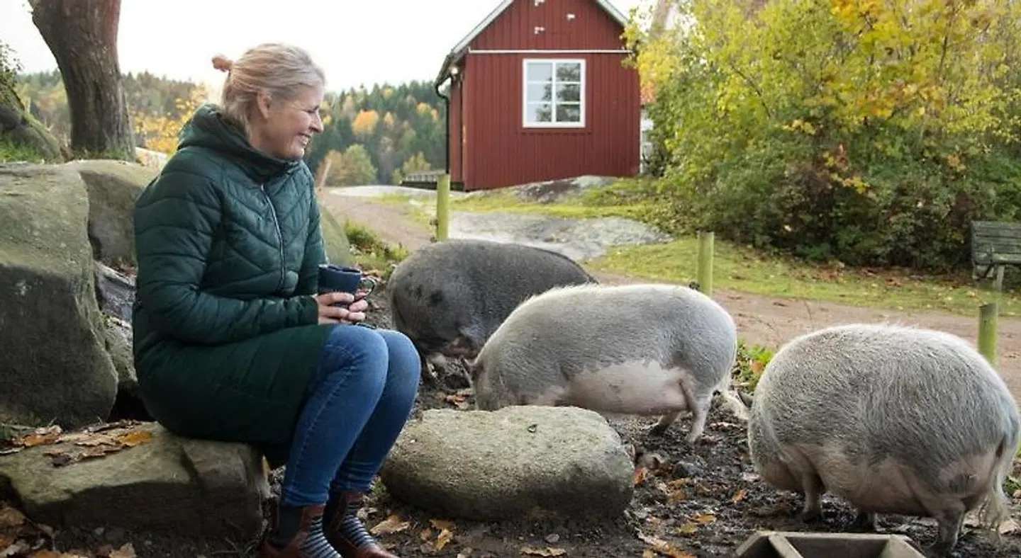 Farmlodge Tiere