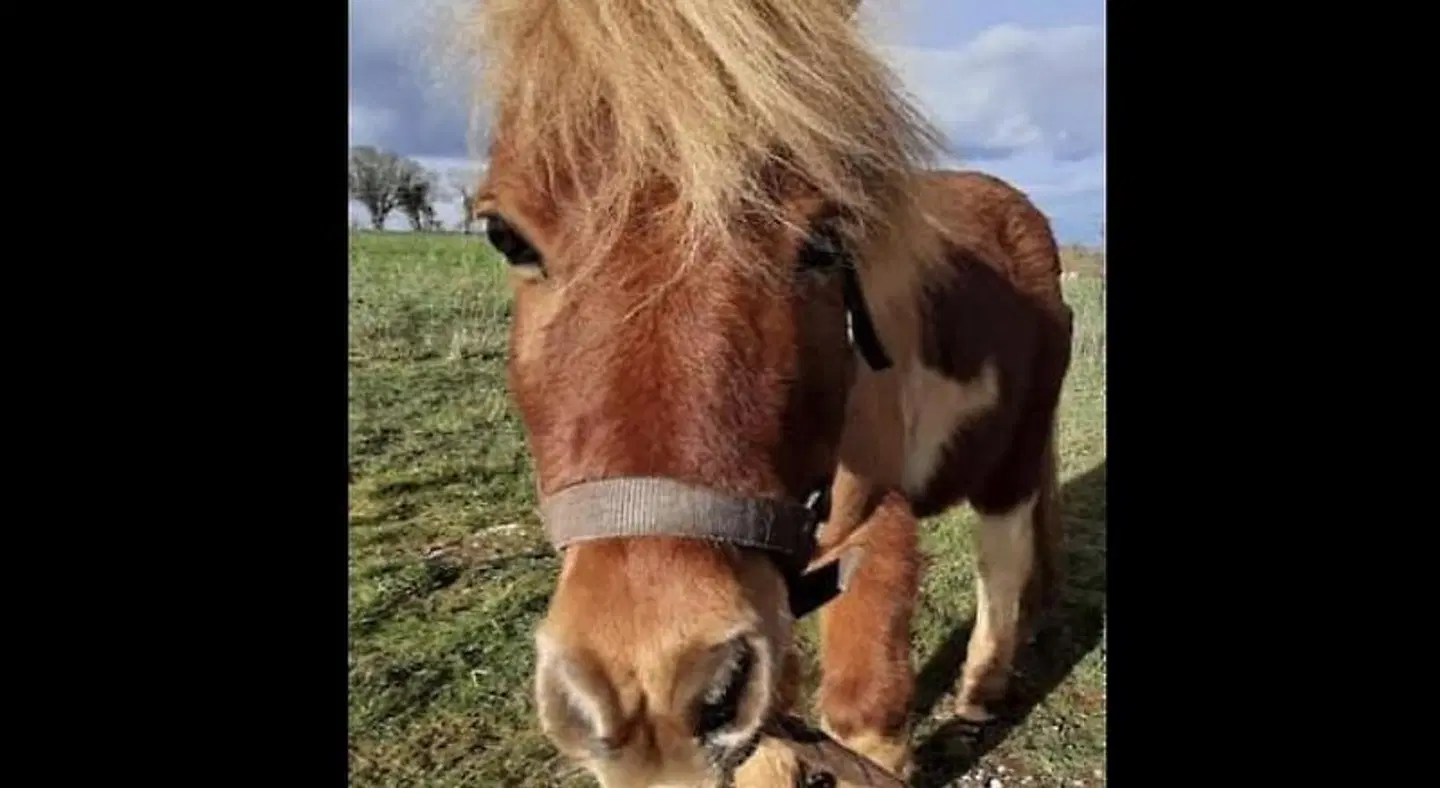 Le Mas des 3 Ânes Tiere