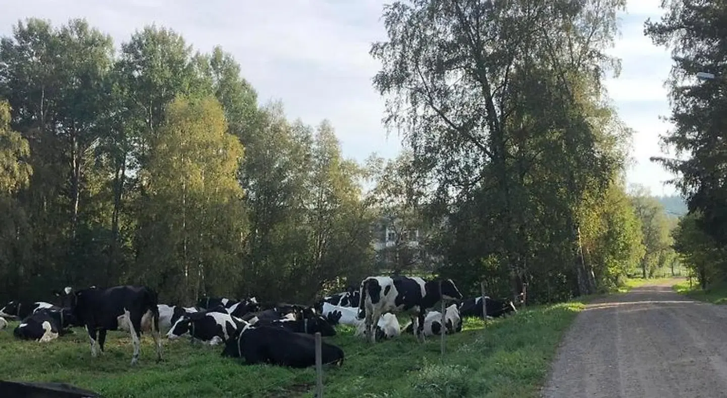 STF Vandrarhem Edsbyn Tiere