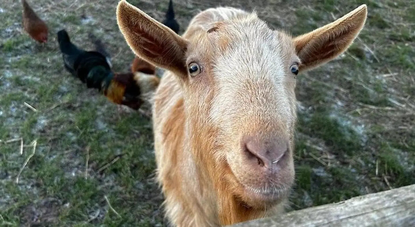 Willow Tree Farm Tiere
