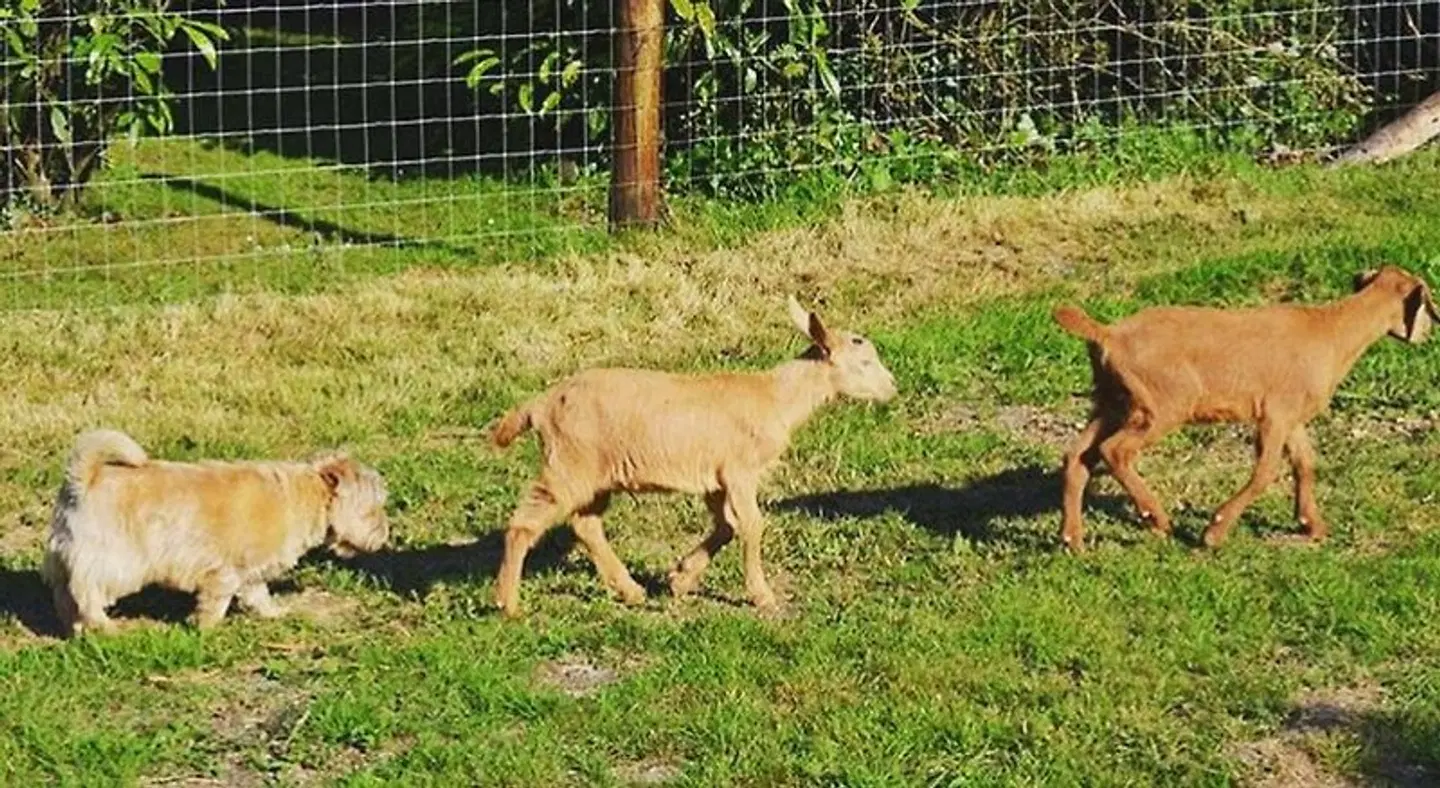 Willow Tree Farm Tiere