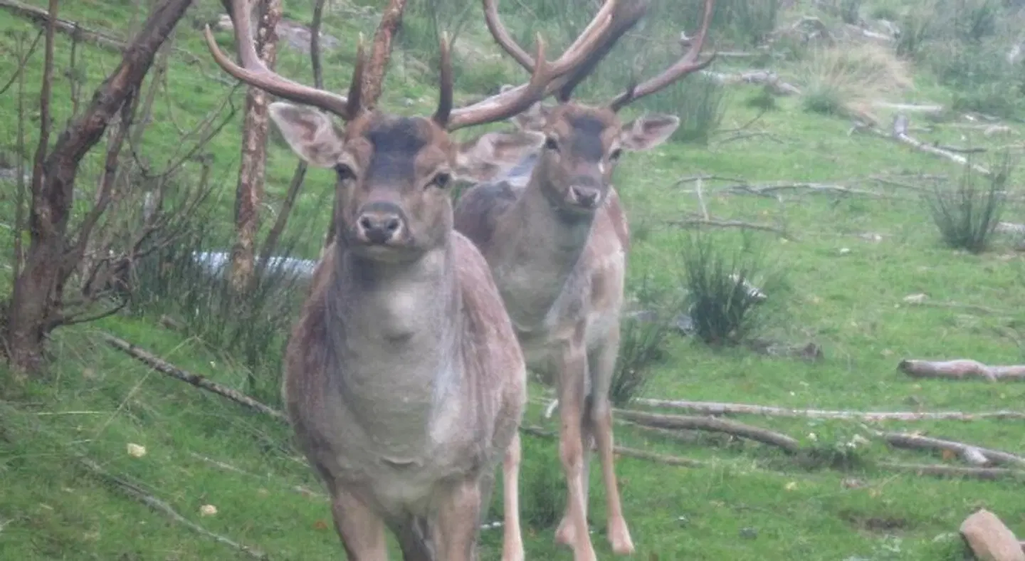 Chalet Catton Tiere