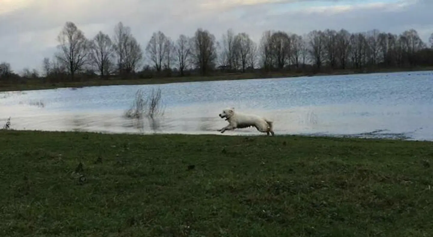 B&B Ool Inclusive Tiere