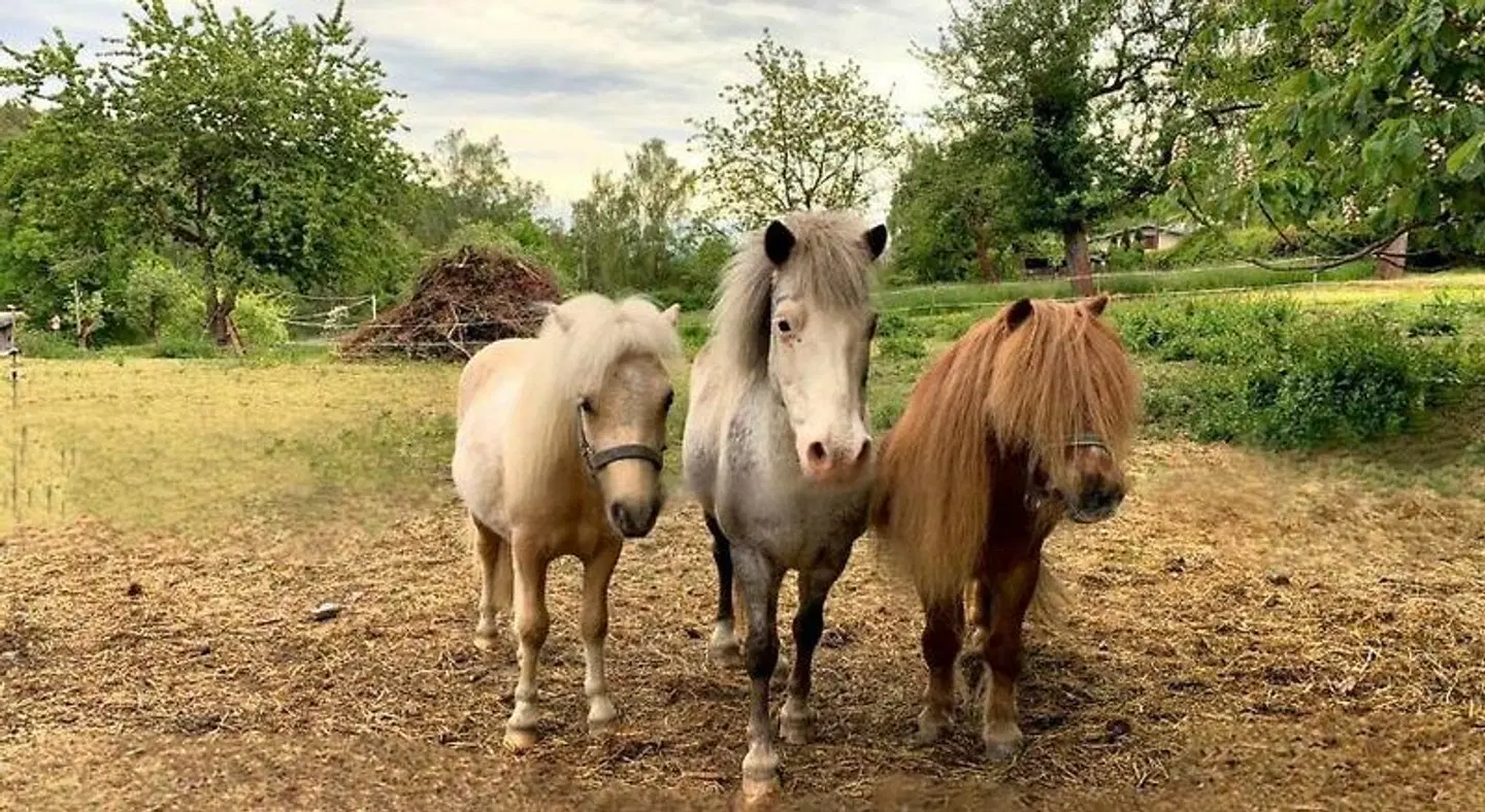Pension Kastanienhof Tiere