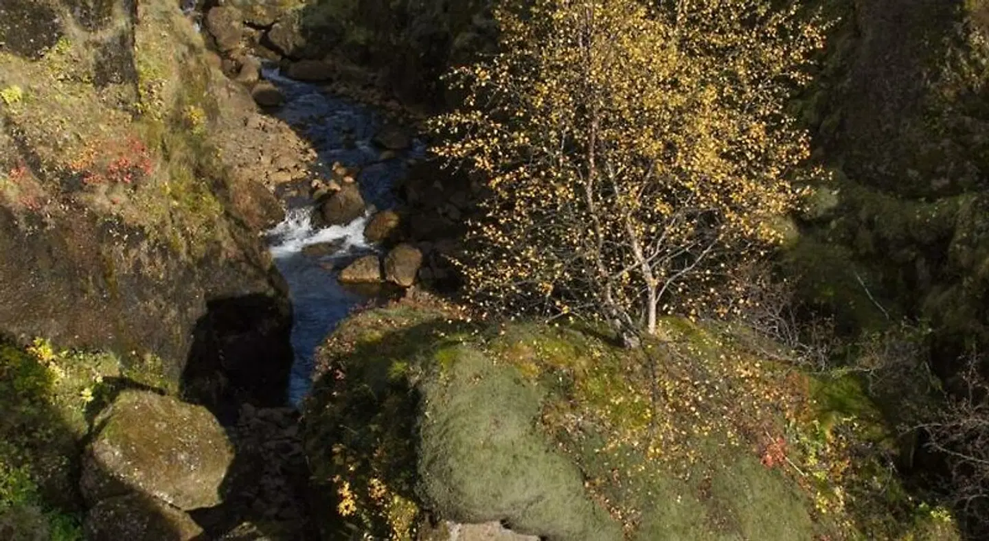 Dalshöfdi Guesthouse LANDSCAPE