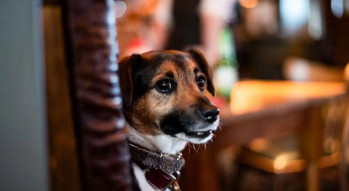 The Amble Inn Tiere