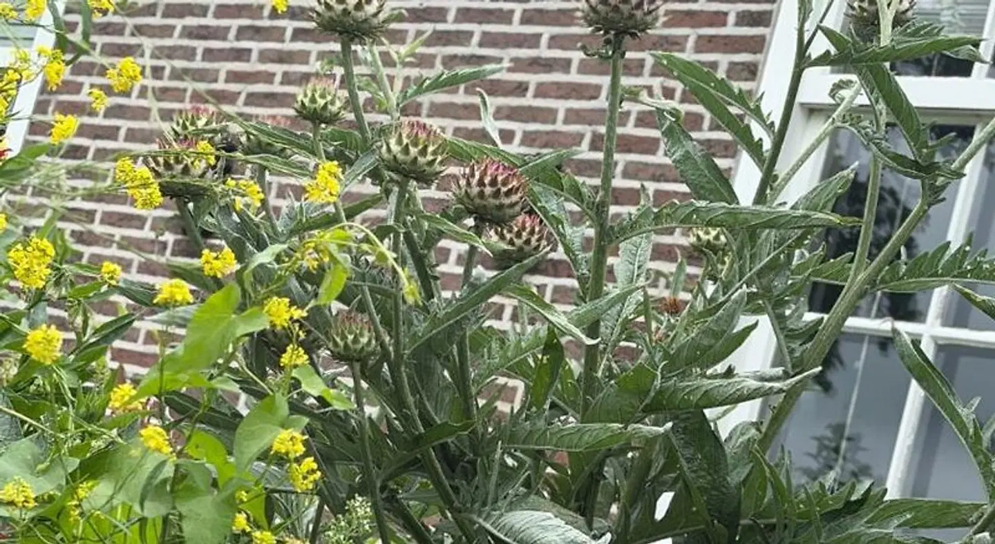B&B De Pauw - Country Home Cooking Garten