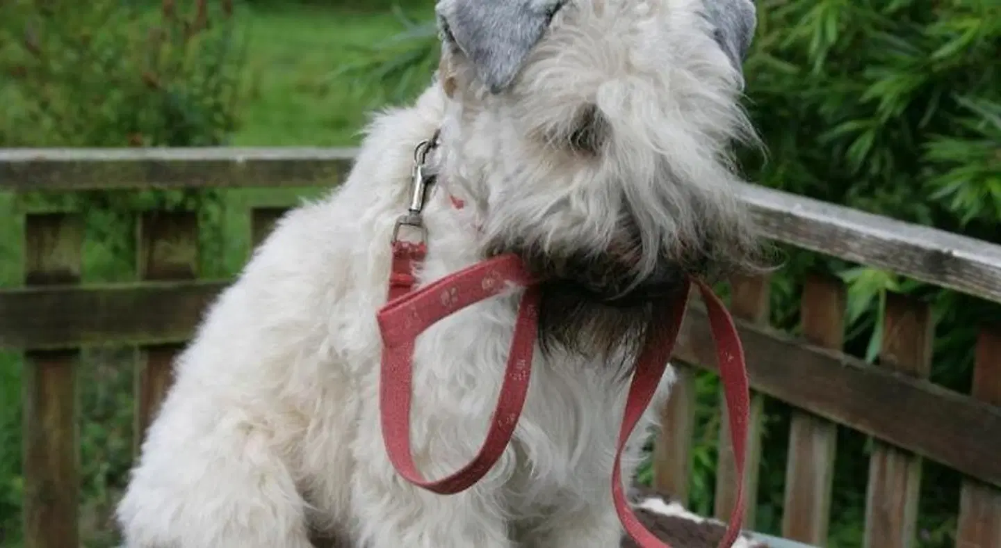 Bellevue Guest House Tiere