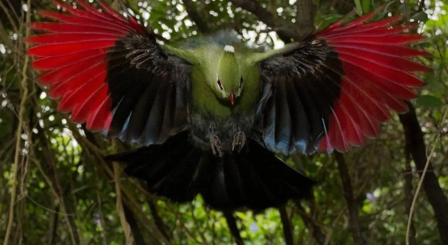 Cinnamon Boutique Guest House Tiere