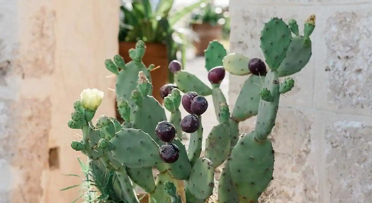 Masseria San Martino Landschaft
