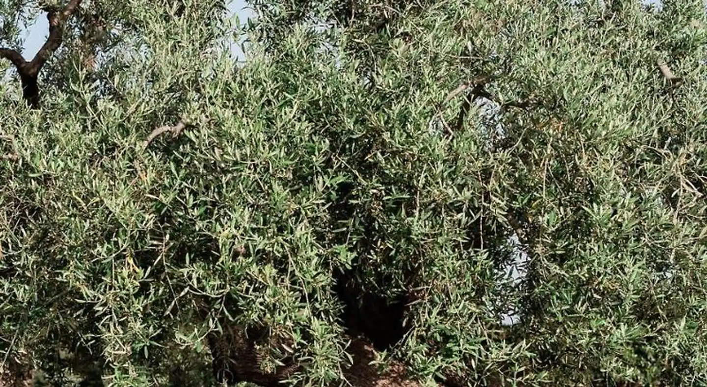 Masseria San Martino Landschaft