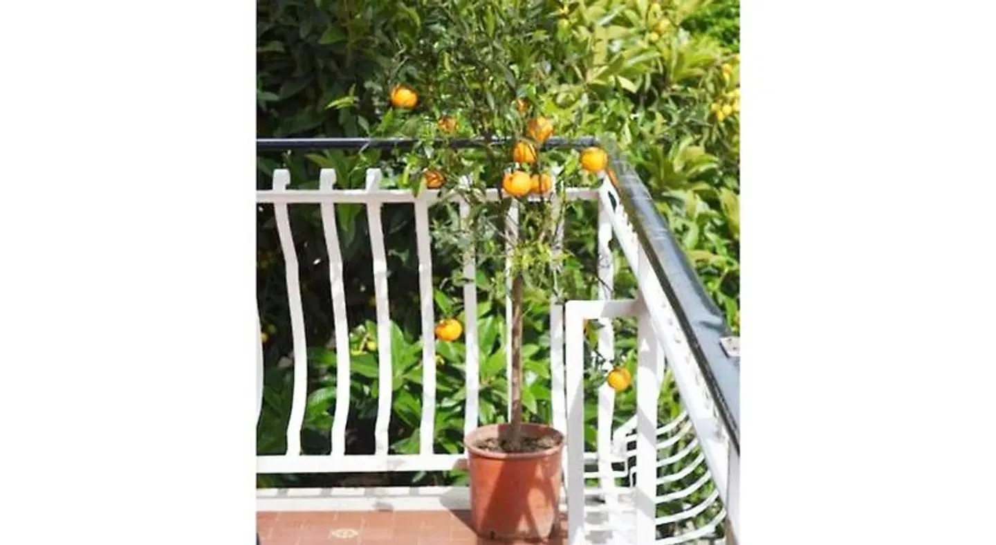 Casa Celeste Garten