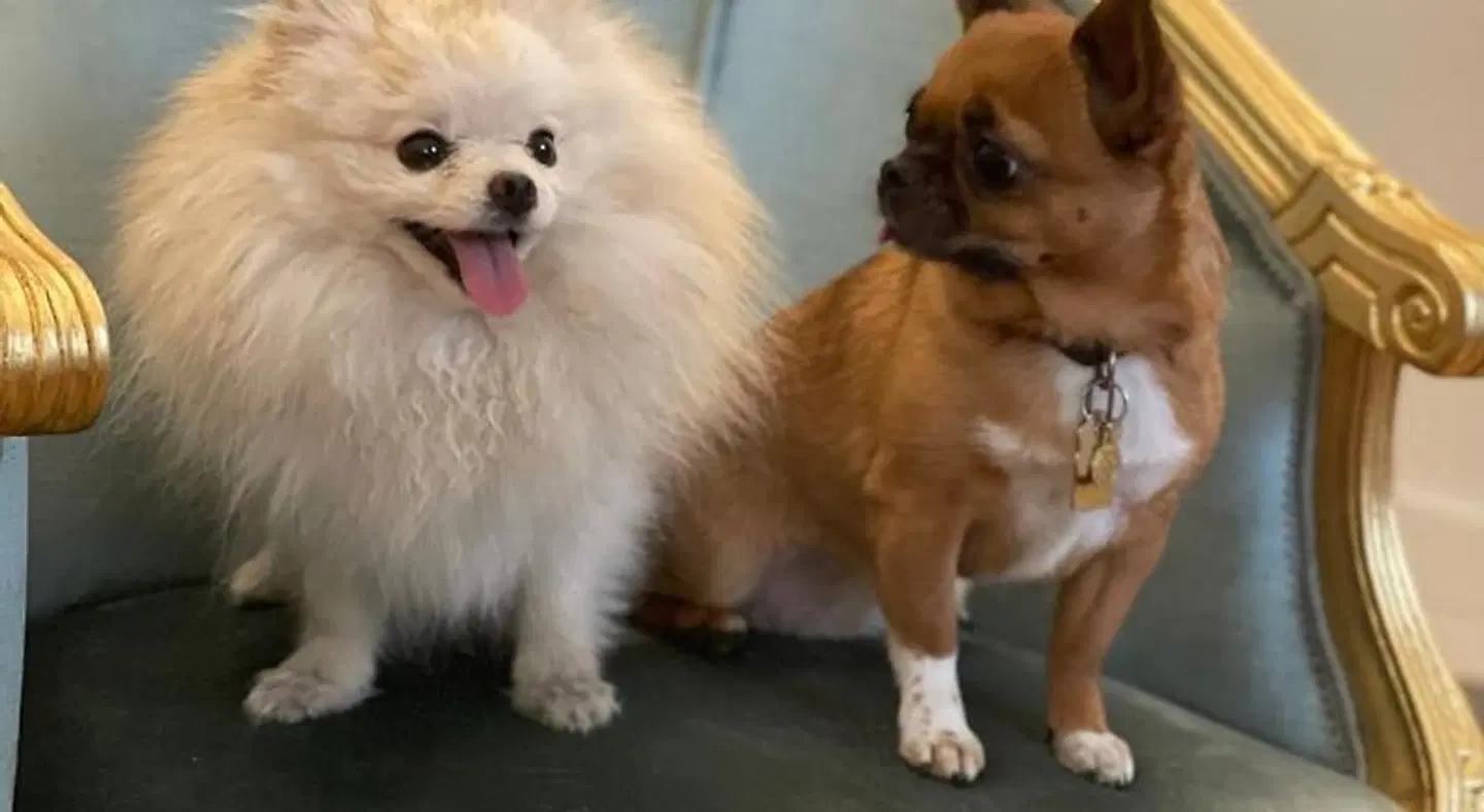 Palazzo Monga Boutique Guesthouse Tiere