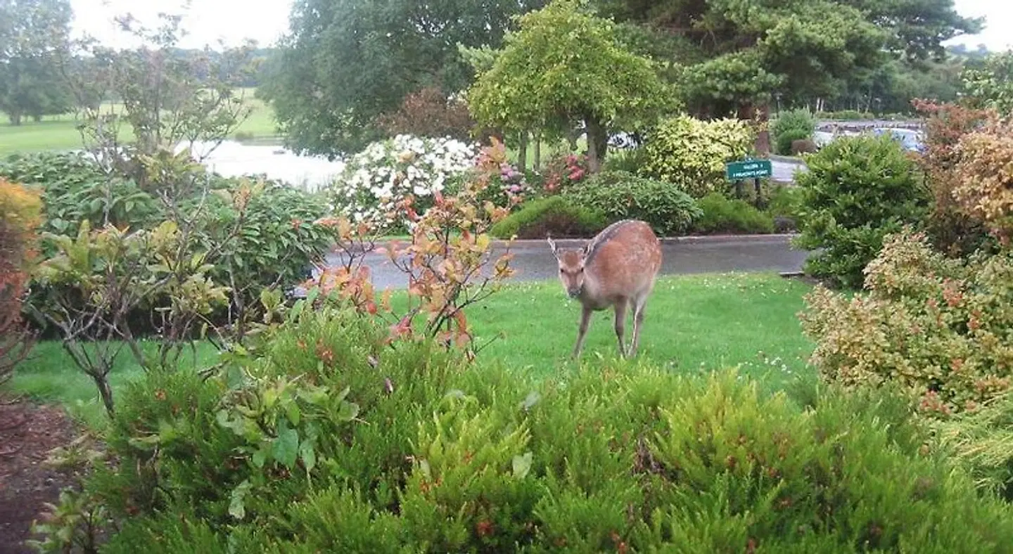19th Green Guesthouse Tiere