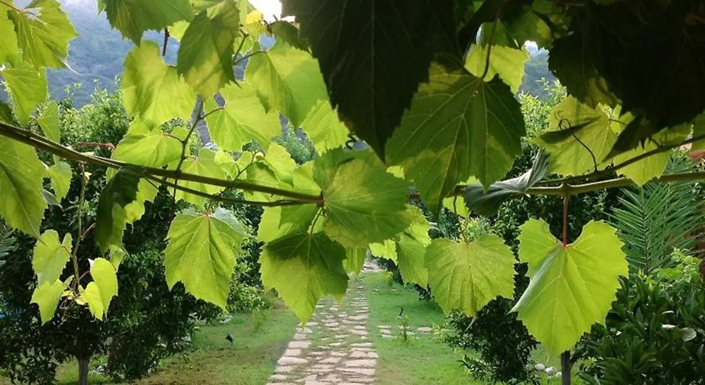 Turkuaz Bungalows LANDSCAPE