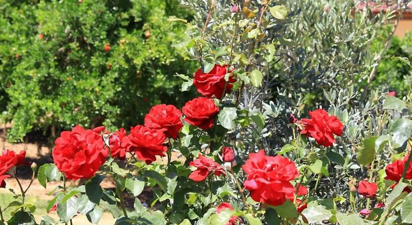 Ikiz Villas Garten