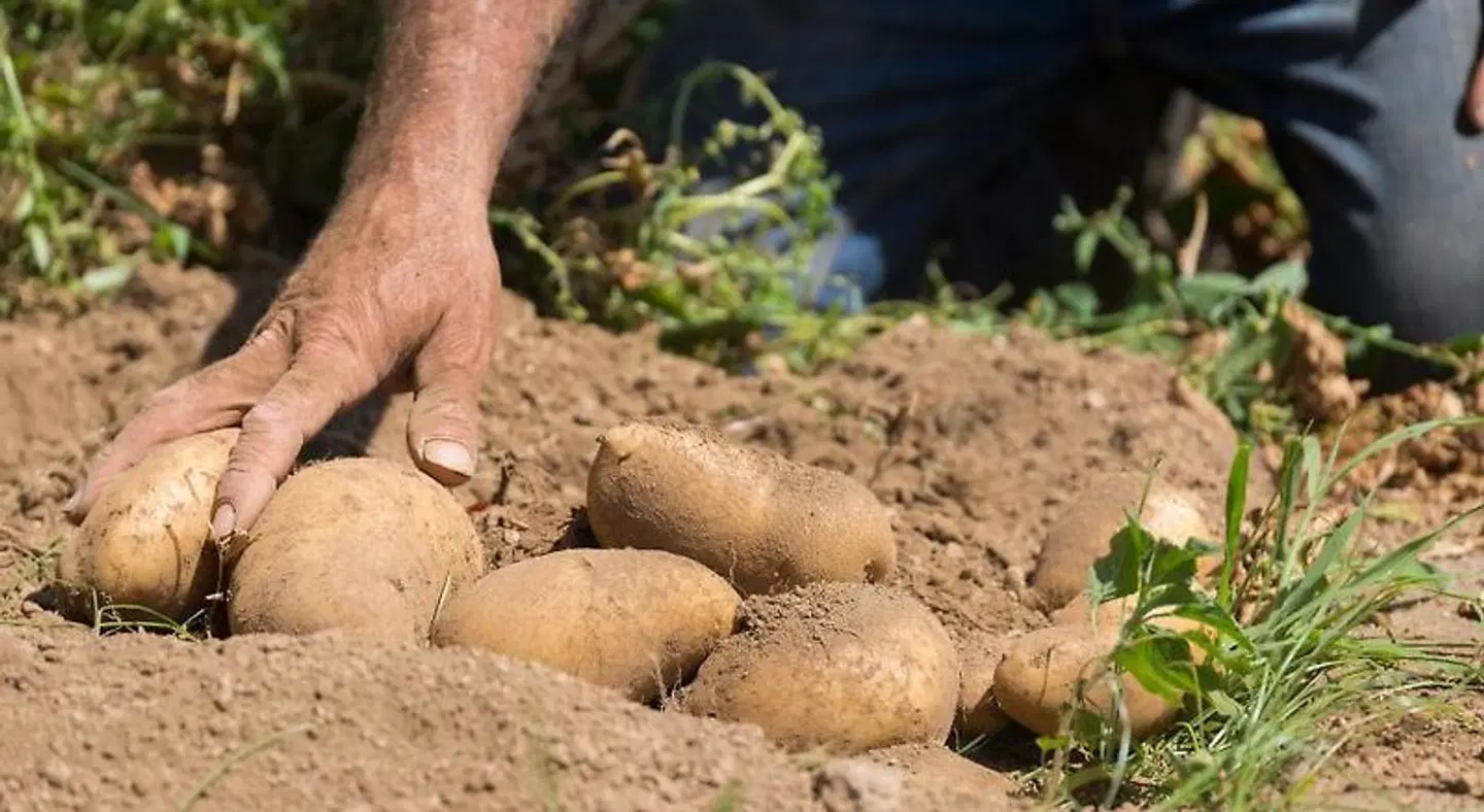 Hotel Zi'Ntonio Tiere