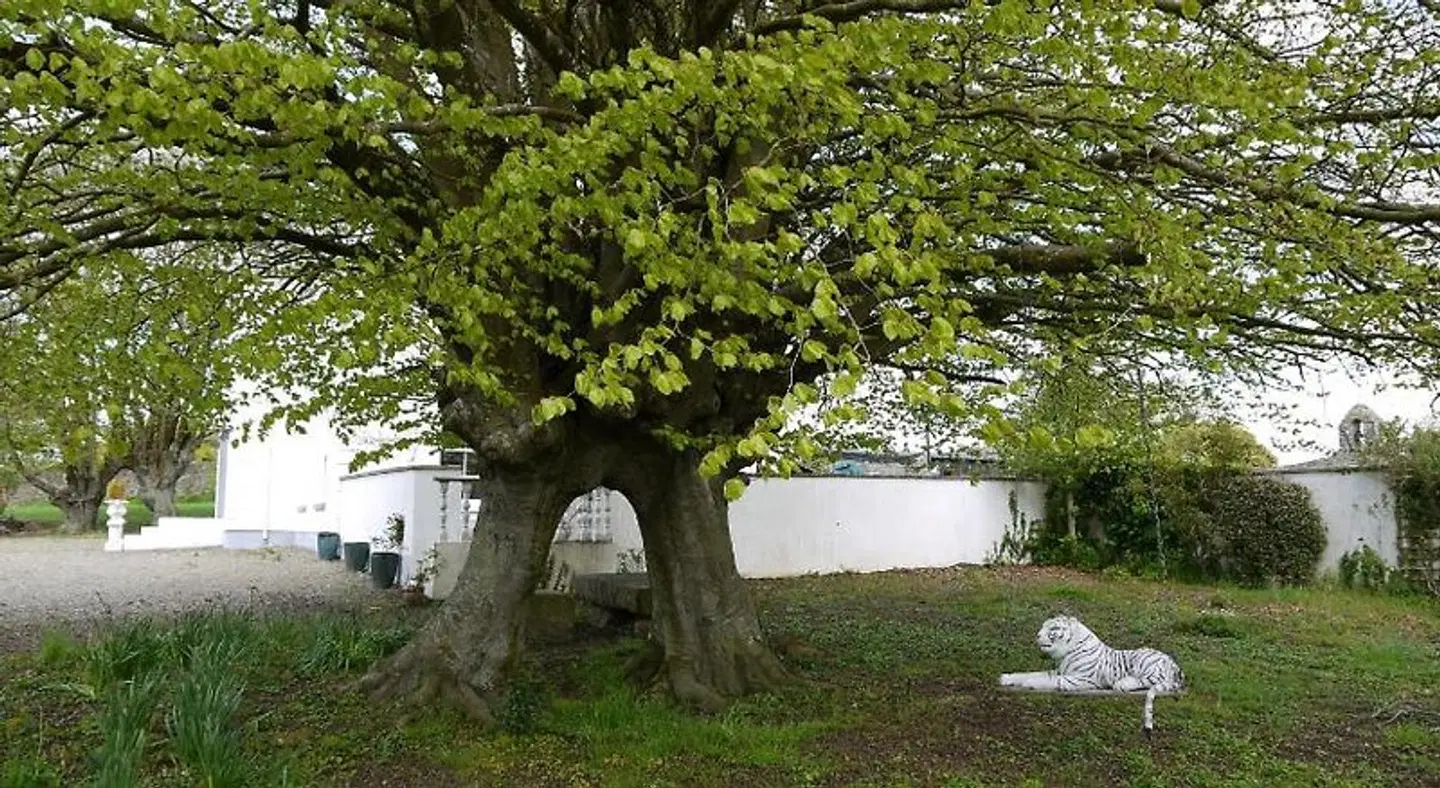 Beechpark House Garten