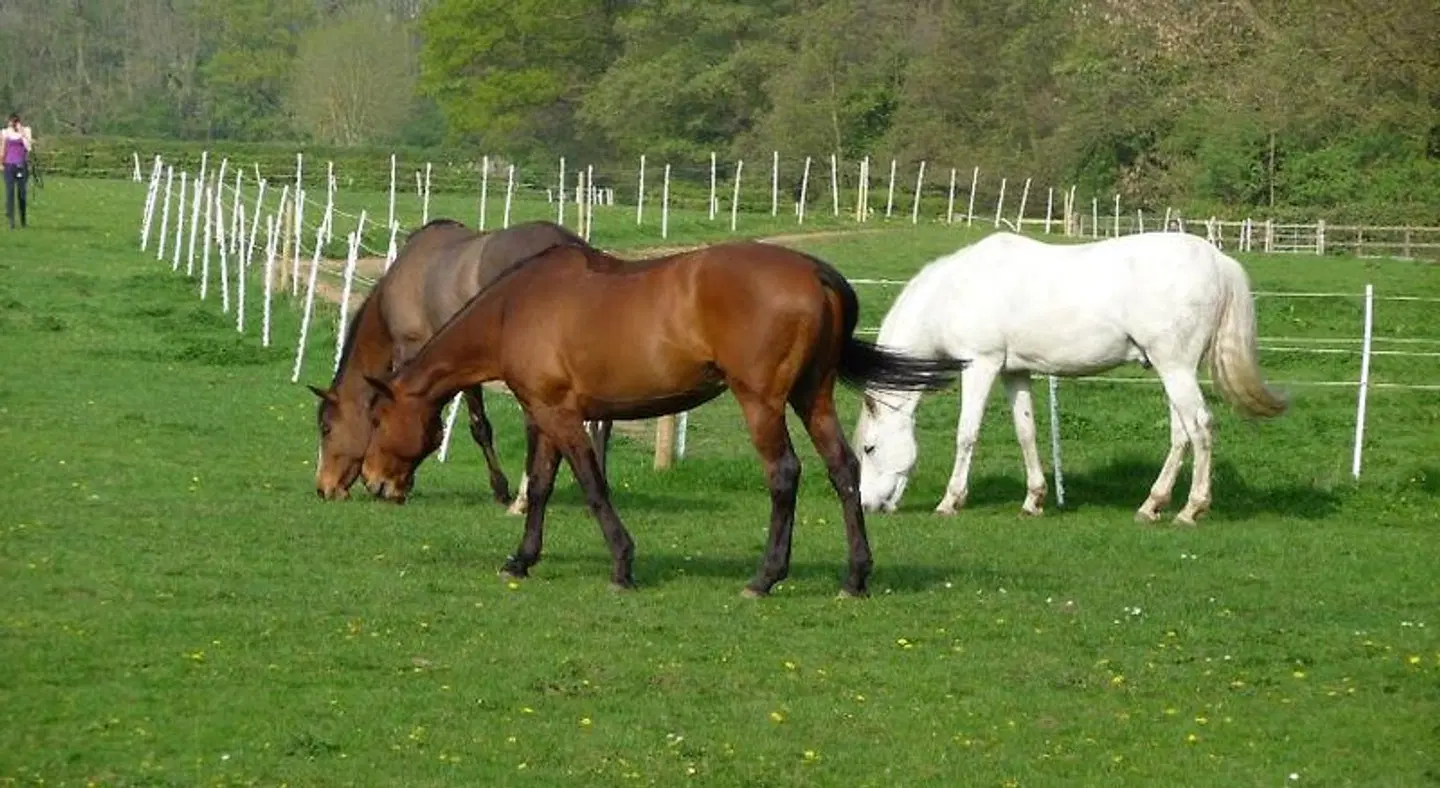 Keepers Lodge Tiere