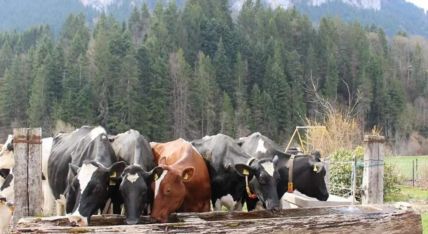 B&B Le Berceau Tiere